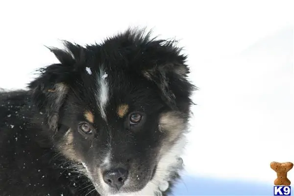 Australian Shepherd puppy for sale: a black and white australian shepherd dog