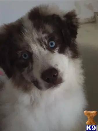 Australian Shepherd puppy for sale: a australian shepherd dog looking at the camera