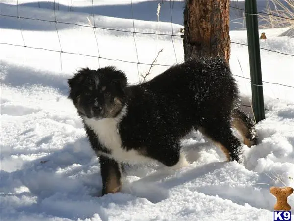 Australian Shepherd puppy for sale: a australian shepherd dog standing in the snow