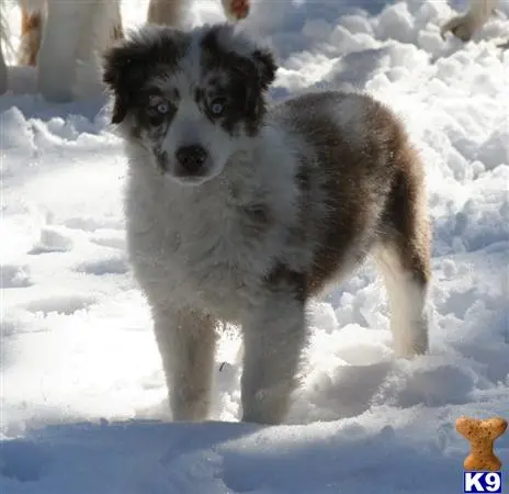 Australian Shepherd puppy for sale: a australian shepherd dog standing in the snow