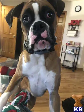 Boxer stud dog