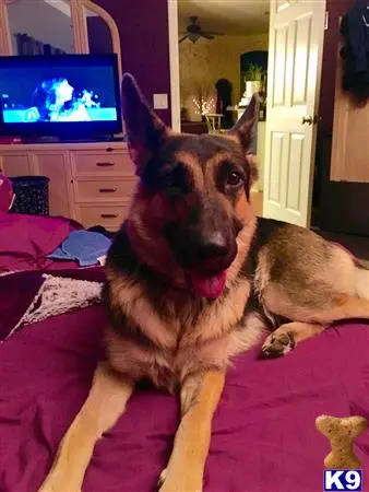 German Shepherd female dog