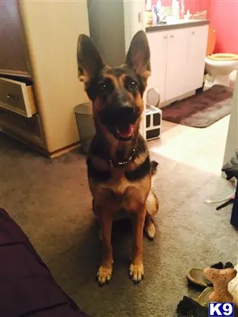 German Shepherd female dog