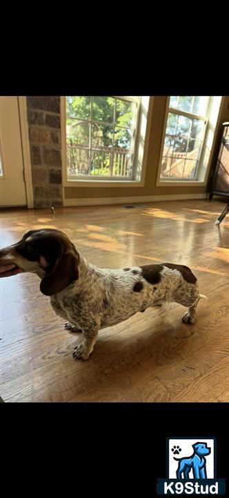 a dachshund dog lying on the floor