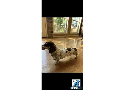 a dachshund dog lying on the floor