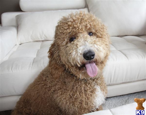 Goldendoodles stud dog