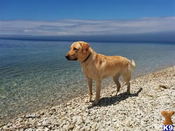 Labrador Retriever stud dog