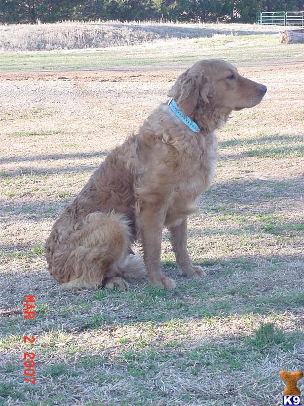 golden retrievers for sale in oklahoma golden retriever puppy for sale golden retrievers 7 years golden retrievers for sale in oklahoma golden retriever puppy for sale golden retrievers 7 years