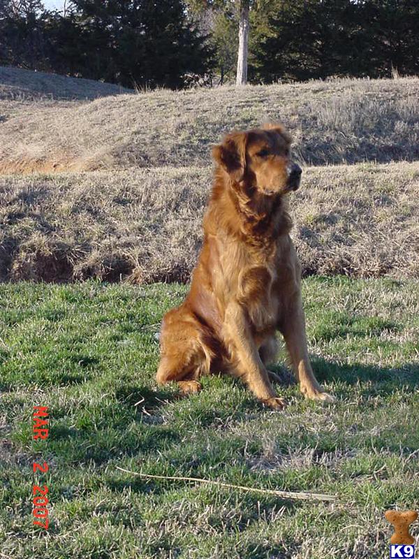golden retrievers for sale in oklahoma golden retriever puppy for sale golden retrievers 7 years golden retrievers for sale in oklahoma golden retriever puppy for sale golden retrievers 7 years