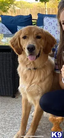 Golden Retriever