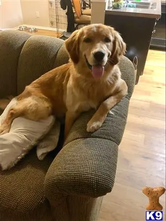 Golden Retriever stud dog