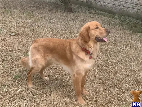 Golden Retriever stud dog