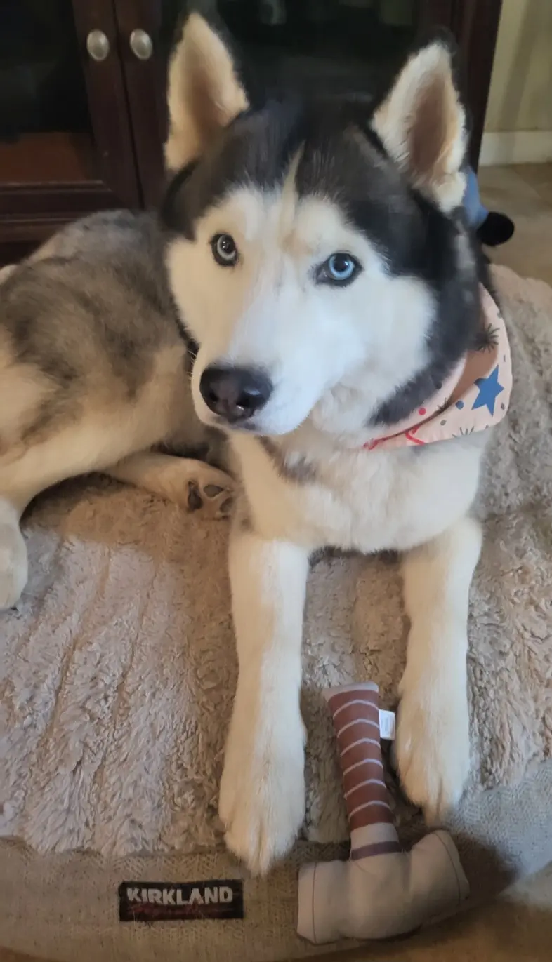 Siberian Husky stud dog: Siberian Husky lying on a bed with a toy