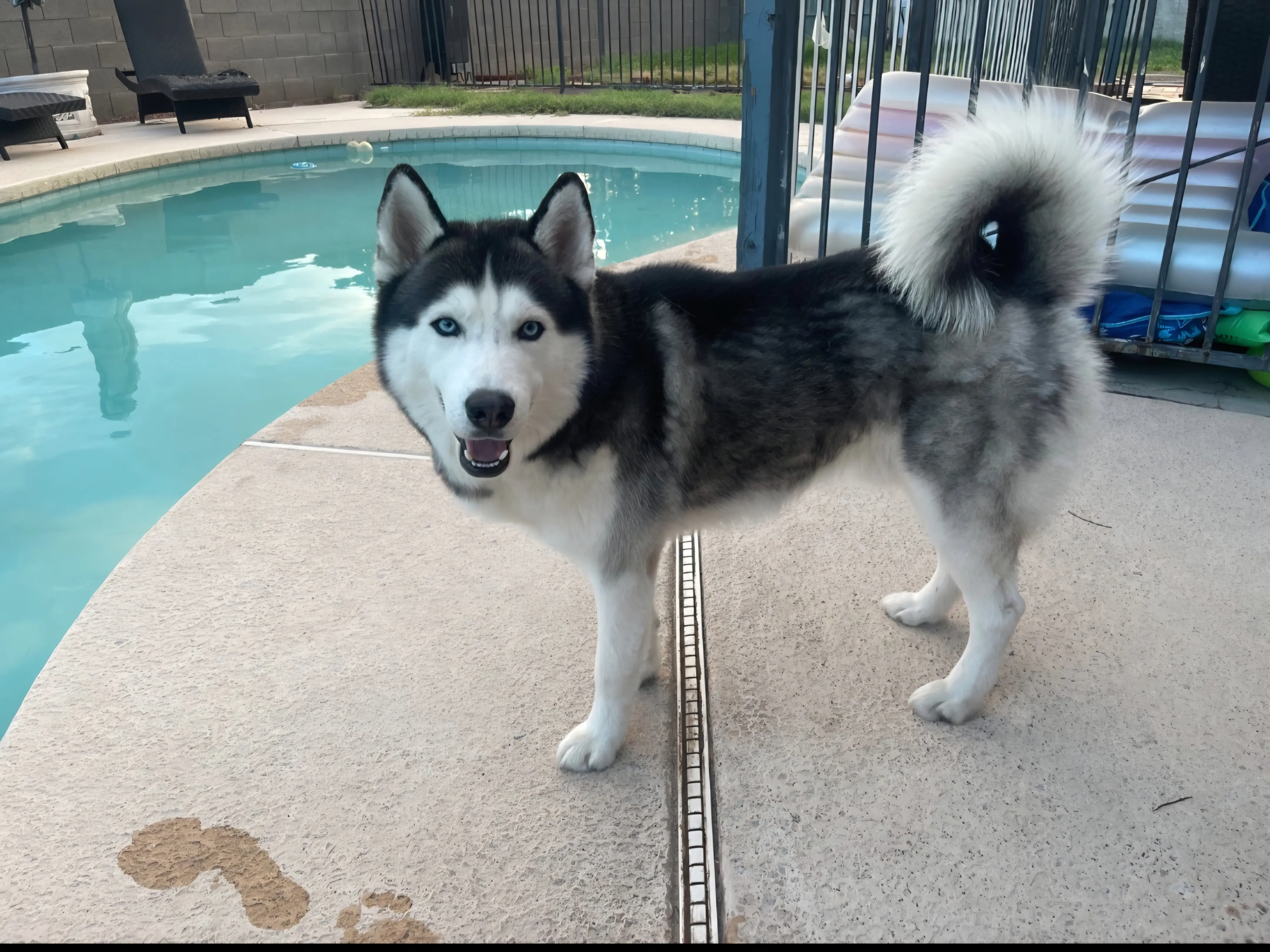 Siberian Husky stud dog: Black and white Siberian Husky standing by a poolside