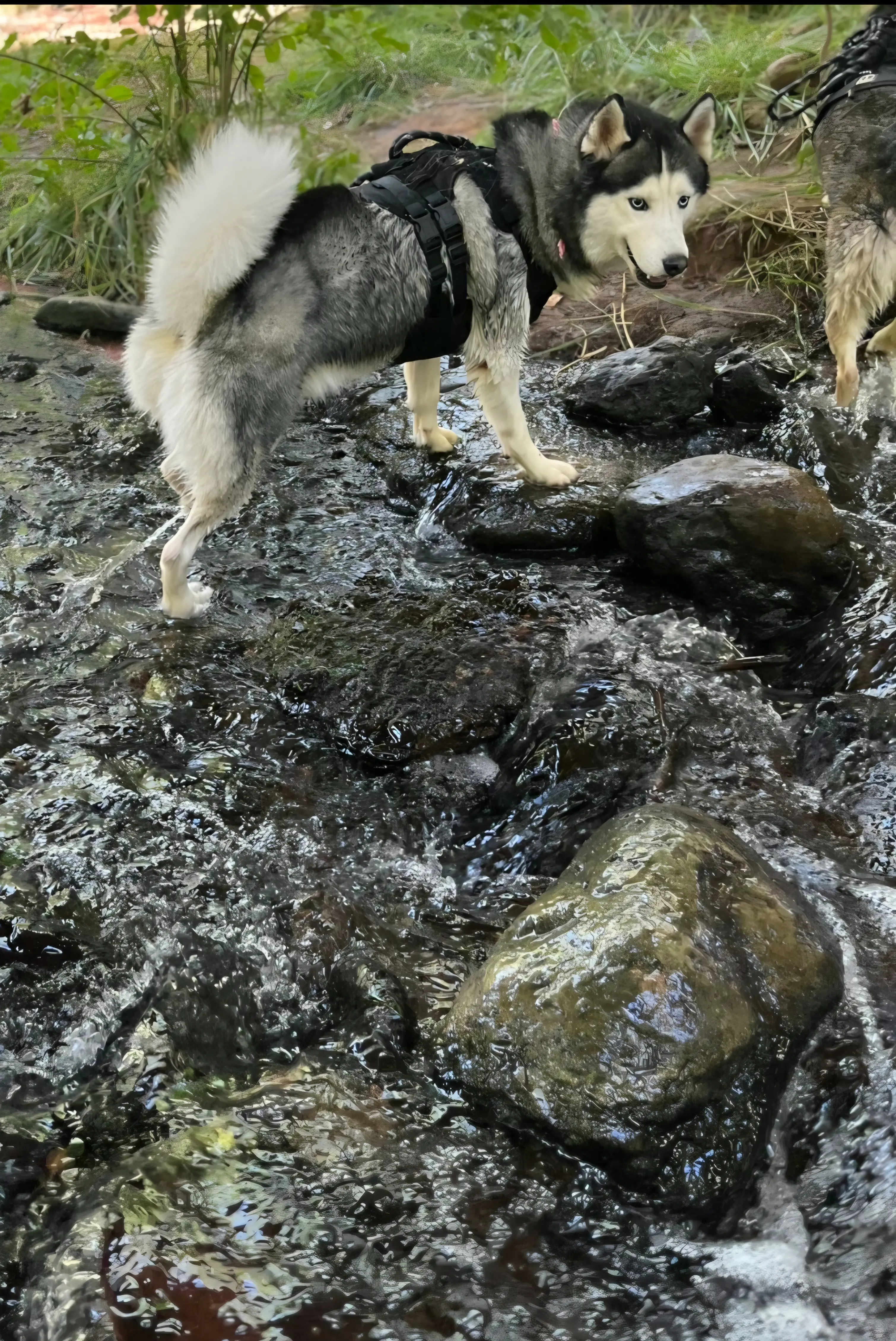 Siberian Husky stud dog: Siberian Husky with gray and white coat standing by a stream