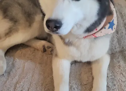 Siberian Husky stud dog: Siberian Husky lying on a bed with a toy