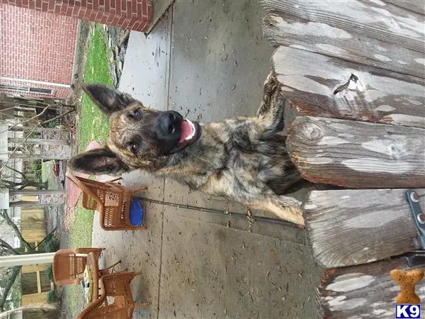 Belgian Malinois stud dog