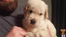 golden retriever puppy posted by jrgribowski