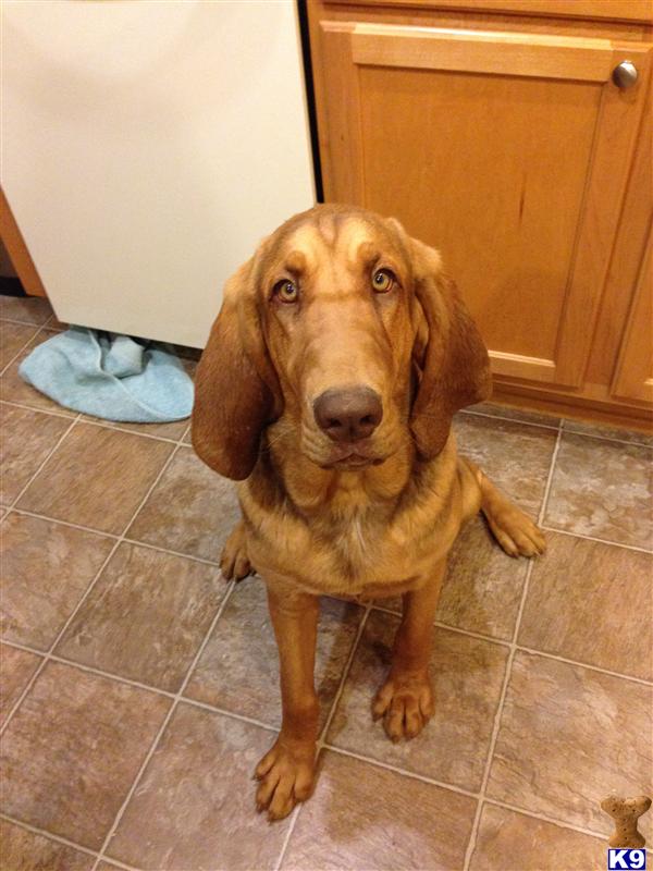 Bloodhound dog