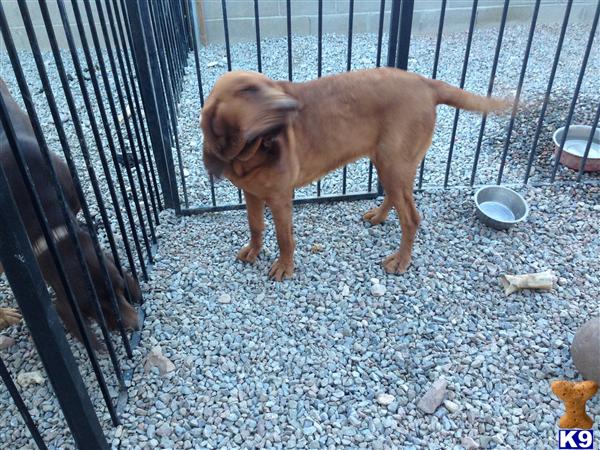 Bloodhound dog