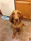 Bloodhound