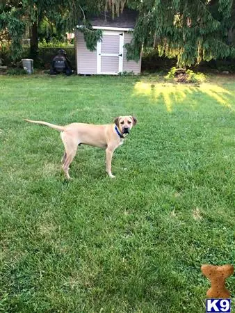 Blackmouth Cur stud dog