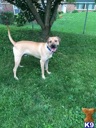 Blackmouth Cur stud dog