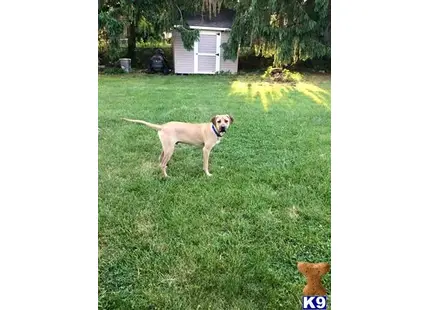 a blackmouth cur dog standing in a yard