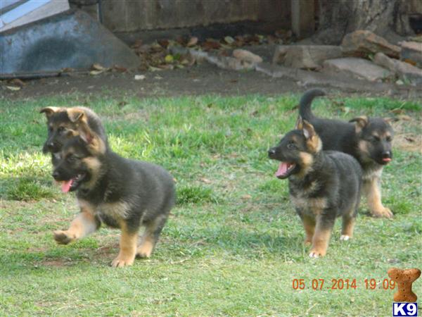 German Shepherd puppy for sale