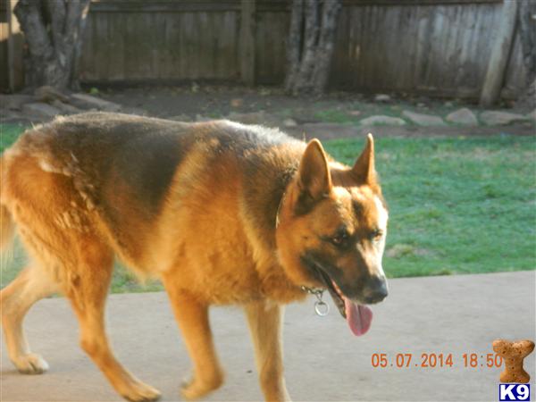 German Shepherd puppy for sale