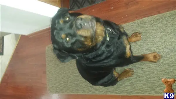 Rottweiler stud dog