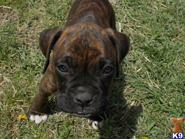 boxer puppies washington state boxer puppy for sale akc boxer rome 2 years boxer puppies washington state boxer puppy for sale akc boxer rome 2 years