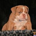 bulldog puppy posted by jrsicebullies