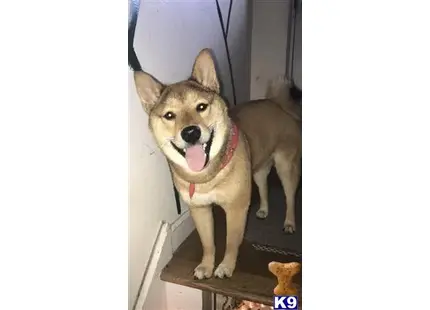 Shiba Inu