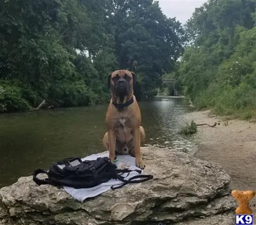 Cane Corso stud dog