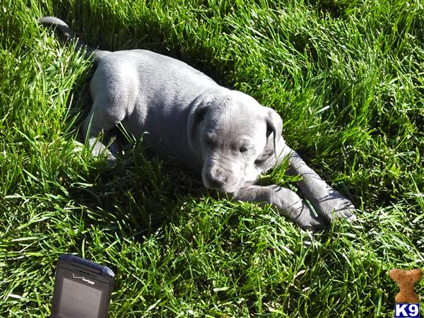 great dane puppy posted by jrussell1961