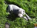 great dane puppy posted by jrussell1961
