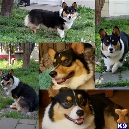 Pembroke Welsh Corgi stud dog