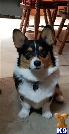 Pembroke Welsh Corgi stud dog