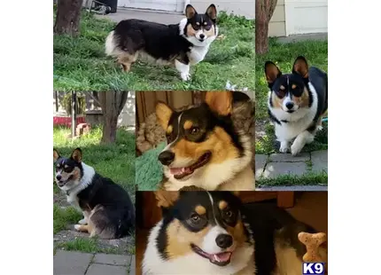 Pembroke Welsh Corgi