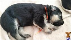 german shepherd puppy posted by js200424