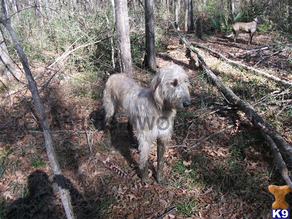 Irish Wolfhound stud dog