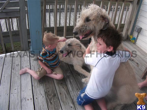 Irish Wolfhound stud dog