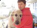 Irish Wolfhound stud dog: Light-colored Irish Wolfhound being held by a man in a red hoodie