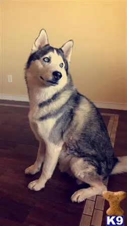 Siberian Husky stud dog