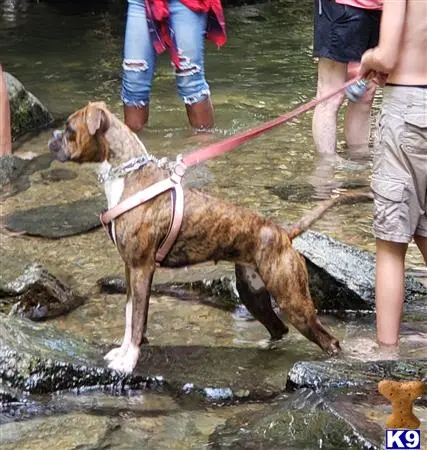 Boxer female dog