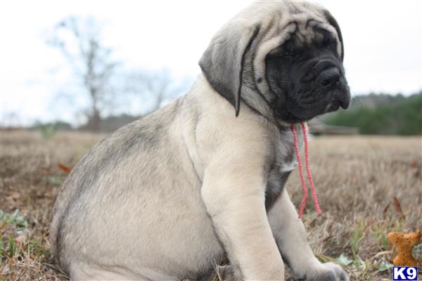 Mastiff