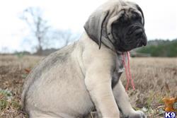mastiff puppy posted by jsandrews01