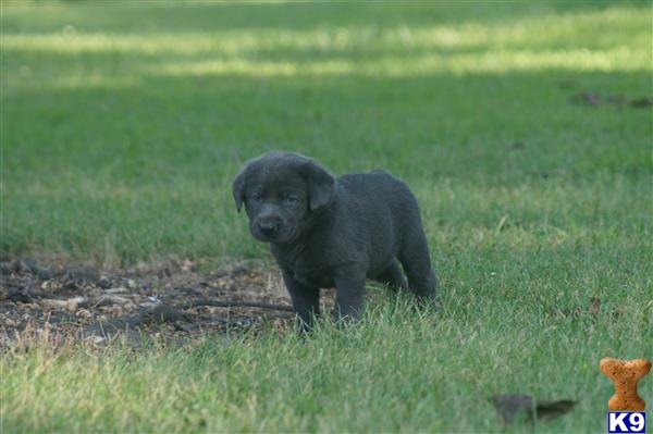 Labrador Retriever