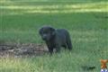 labrador retriever puppy posted by jsattler14